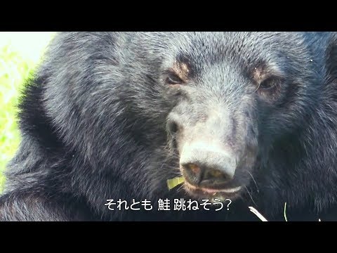 Трейлер ティザーPV