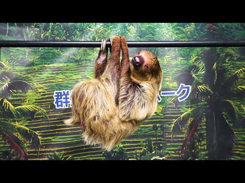 Трейлер 動物PV～ナマケモノ編～
