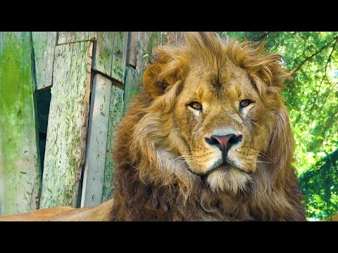 Трейлер 動物PV～ライオン編～